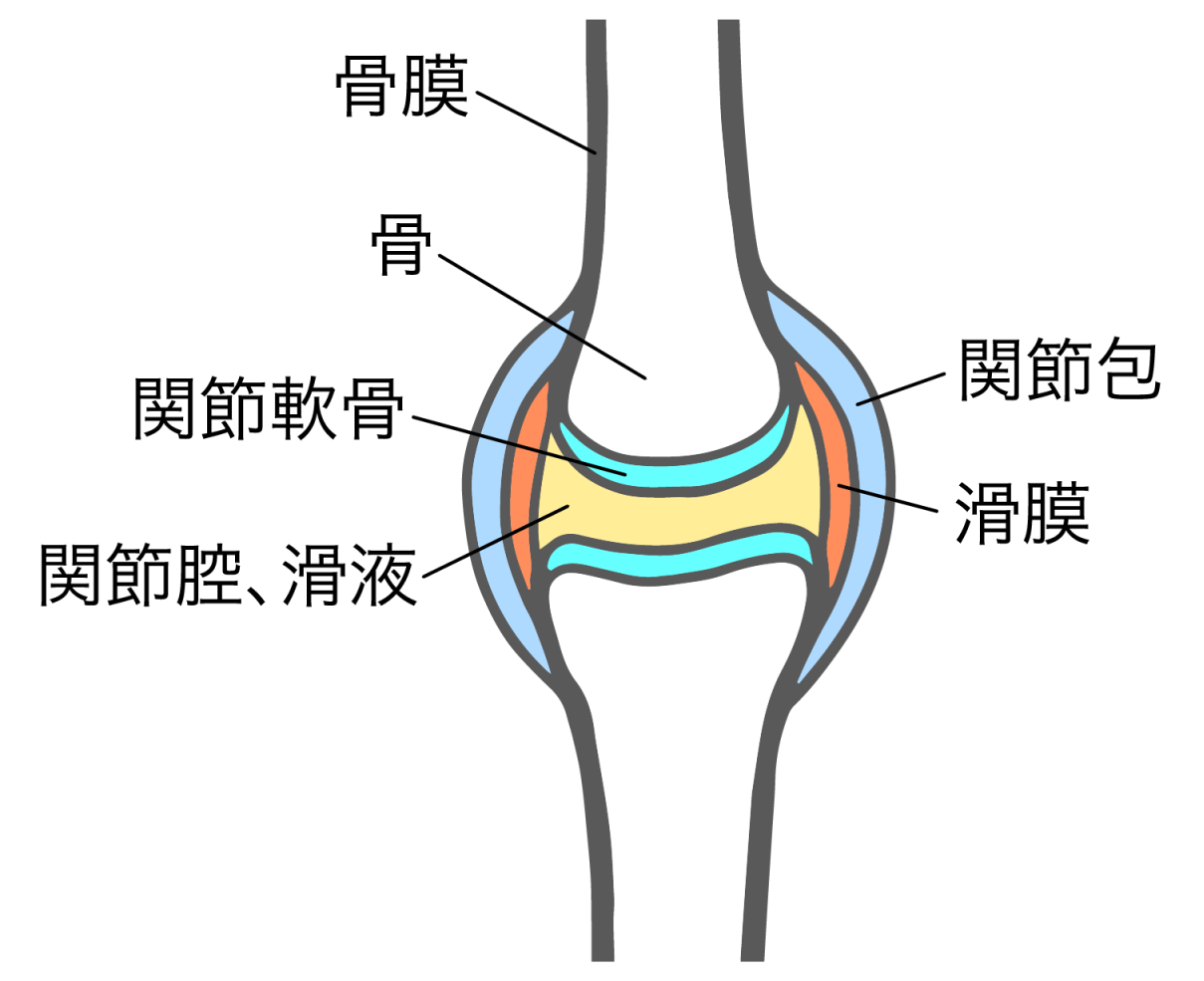 指がポキポキなる仕組みについて